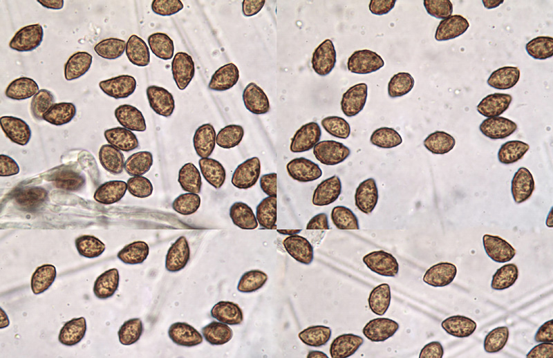 Cortinarius fulvocitrinus spores Cortinarius fulvocitrinus spory